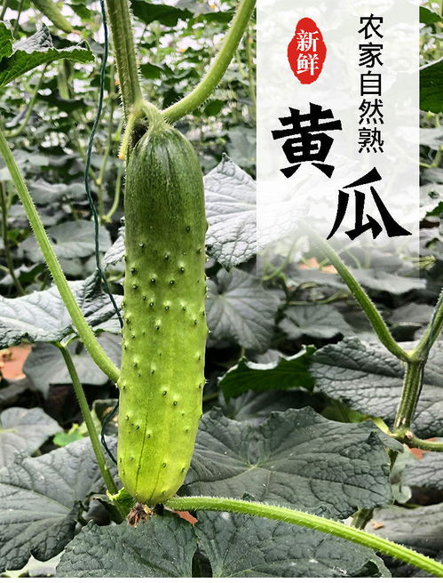 山東小黃瓜 新鮮現摘的健康之選，孕婦也適宜的夏季蔬果