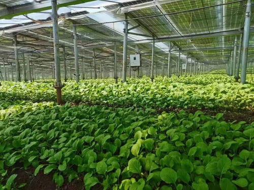 助平價菜更快更多端上百姓餐桌，海口這樣做